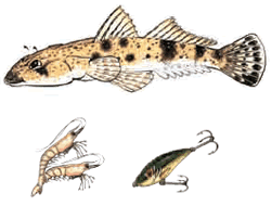 Flathead