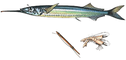 Garfish