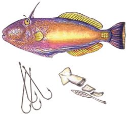 Leatherjacket
