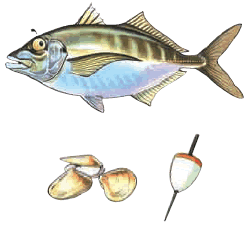 Silver trevally