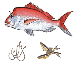 Snapper