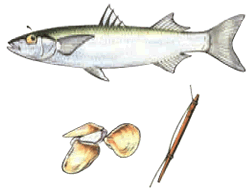 Yellow-eye mullet