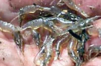 Shrimp