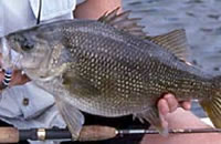Australian bass