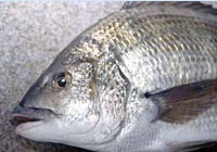 Bream