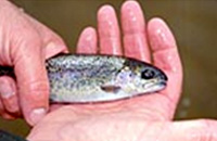 Rainbow trout