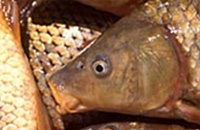 Carp