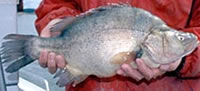 Golden perch