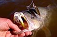 Murray cod