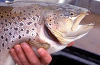 Brown trout