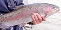 Rainbow trout