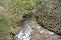 Gaffneys Creek