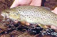 Brown trout