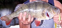 Redfin