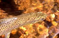 Brown trout