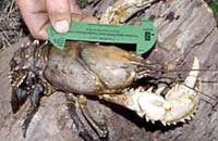 Measuring Murray Crayfish