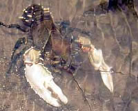 Murray crayfish