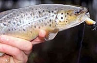 Brown trout