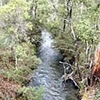Taponga River