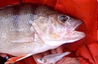 Redfin