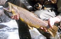 Brown trout