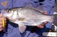 Estuary perch