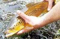 Merri River
