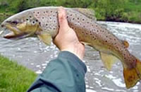 Brown trout