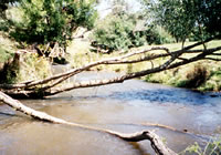 Morwell River