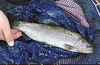 Rainbow trout