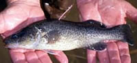 Dart tagged yearling Murray cod