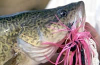 Murray cod