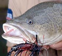 Murray cod