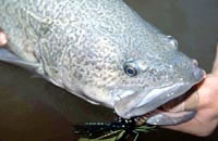 Murray cod