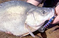 Golden perch
