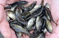 Golden perch fingerlings
