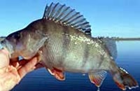 Redfin