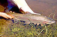 Rainbow trout
