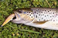 Brown trout