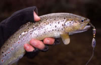 Dargo River brown trout