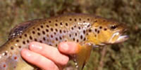 Brown trout