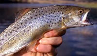 Brown trout