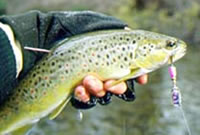Brown trout