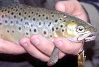 Brown trout