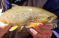 Brown trout