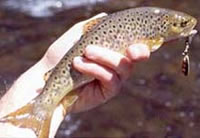 Brown trout