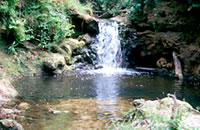 Curdies Creek Waterfall
