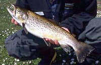 Brown trout