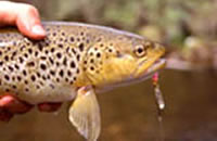 Brown trout