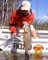 Murray cod